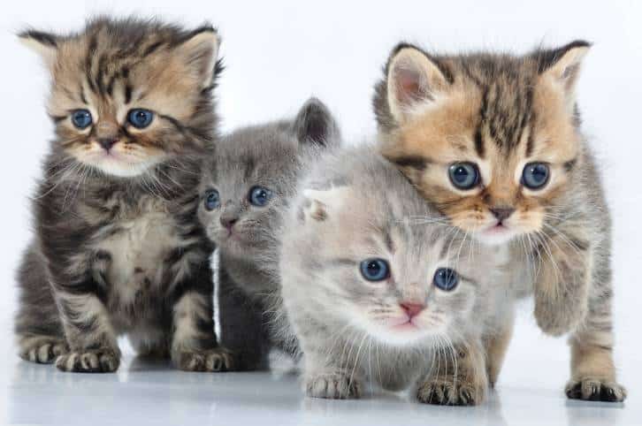 chaton 3