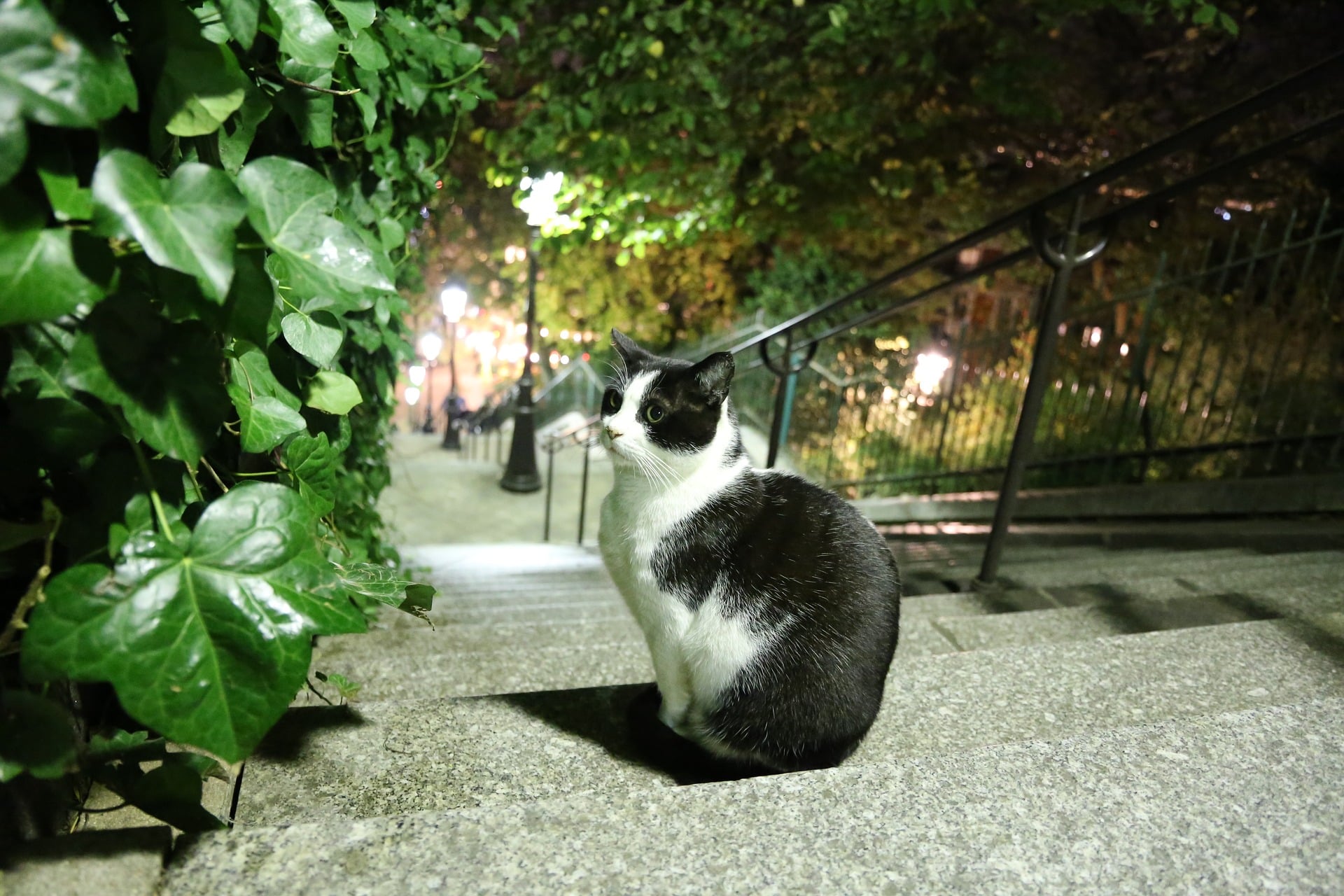 Combien d'espèces animales se côtoient à Paris ?