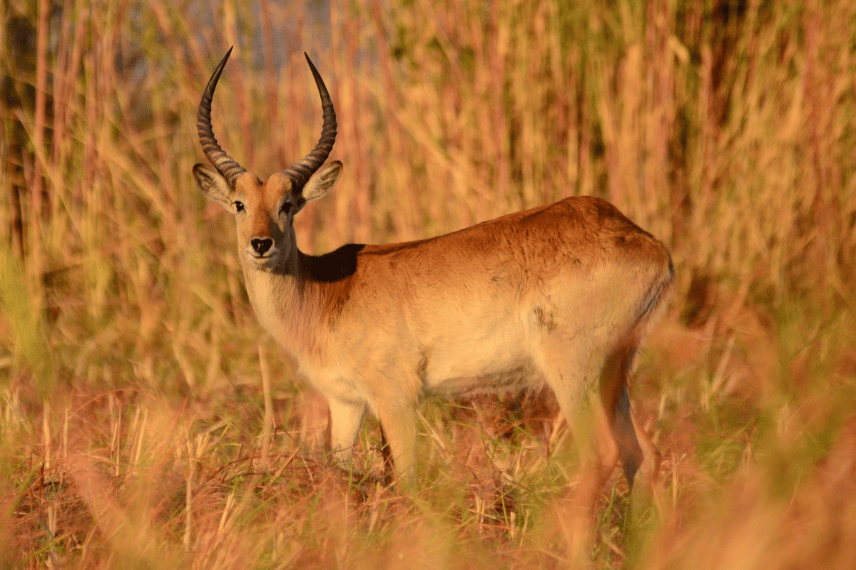 Le Congo souffre d'une épidémie de...