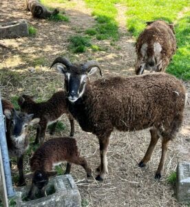 mouflons