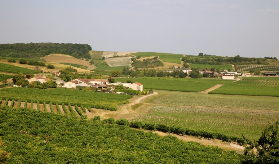 Vignes près de Cognac, où est produite la boisson du même nom