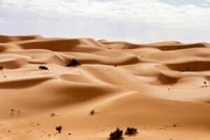sahara