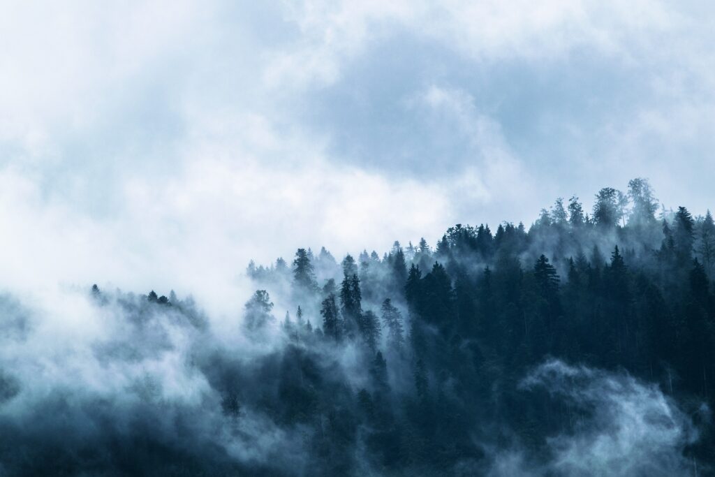 Forêt