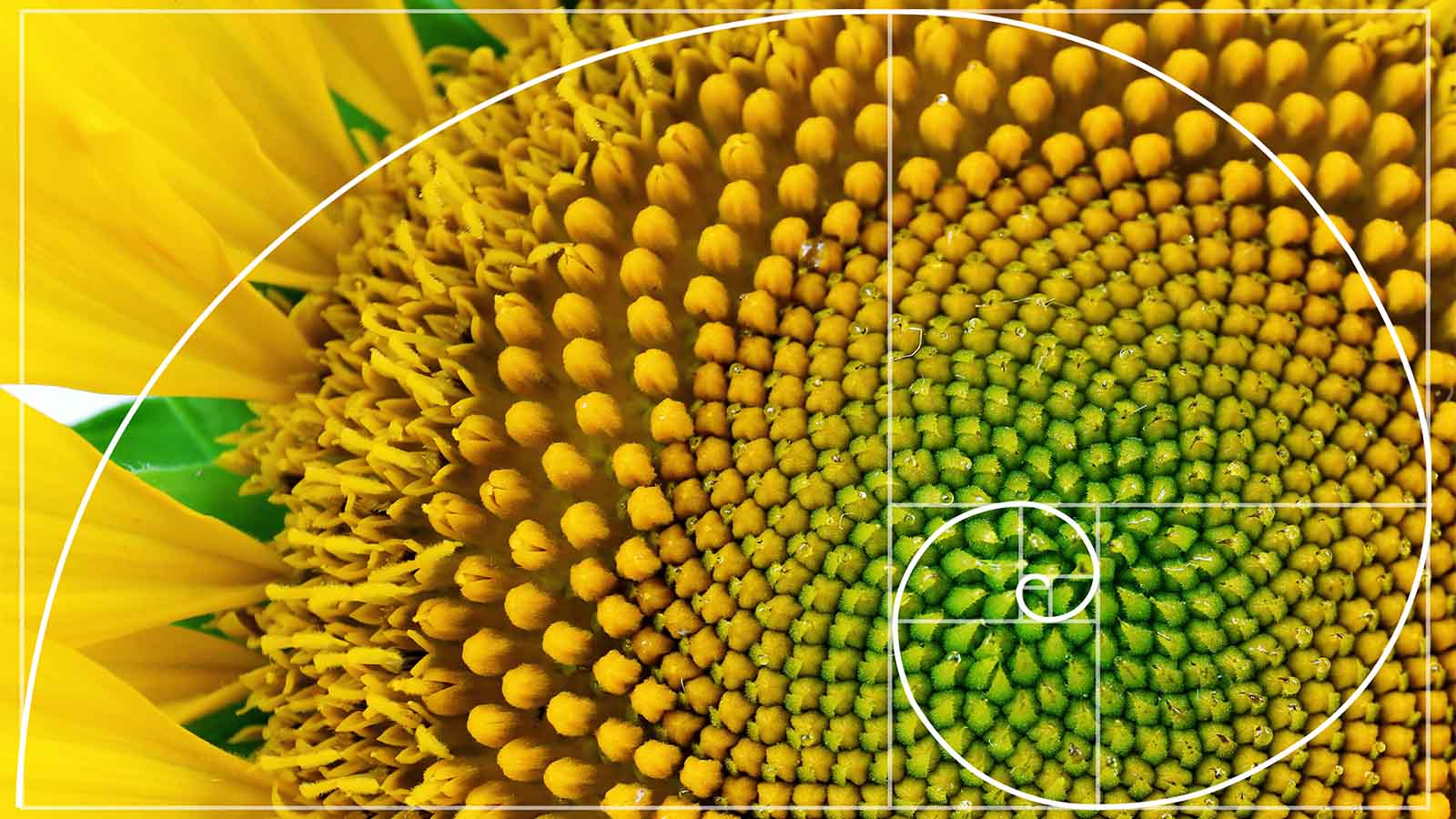 Représentation de la spirale de Fibonacci sur un pissenlit