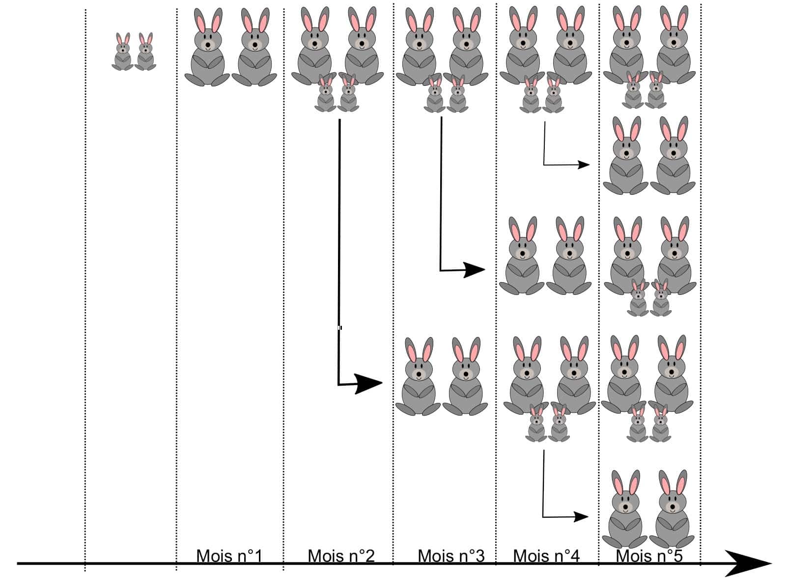 Illustration du problème des lapins de Fibonacci